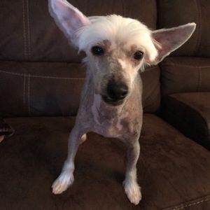 Meet your Posher, Carol